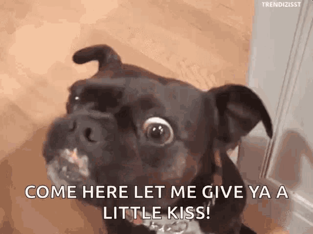 a dog is sitting on a wooden floor with its mouth full of food and looking at the camera .