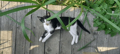 a black and white cat laying on a wooden floor