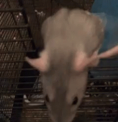 Rat Fancy Rat GIF - Rat Fancy Rat Storm GIFs
