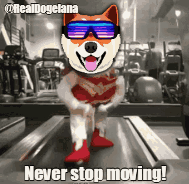 a dog wearing sunglasses and boxing gloves is running on a treadmill and says never stop moving