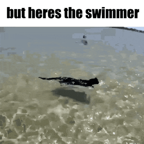 a cat is swimming in the ocean with the caption but heres the swimmer