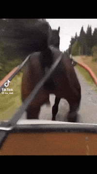 a horse is being pulled by a car on a country road