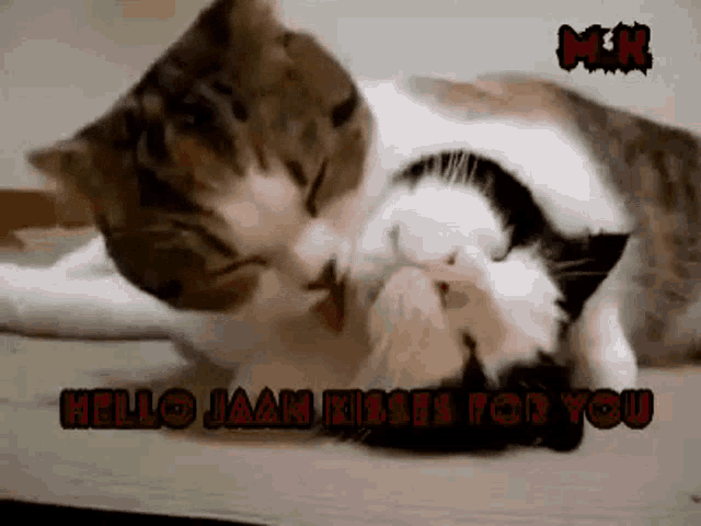 two cats are kissing each other with the words hello jaan kisses for you below them .