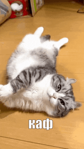 a gray and white cat laying on its back with the word kafp above it