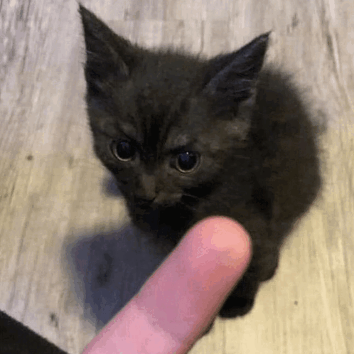 Evil Kitty Kitty Bite GIF - Evil Kitty Kitty Bite Bite GIFs