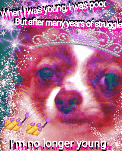 a picture of a dog with the words when i was young i was poor but after many years of struggle i m no longer young