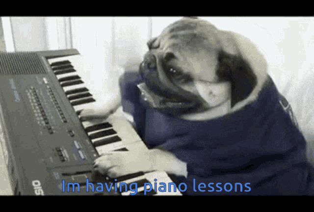 Pug Piano Pug GIF