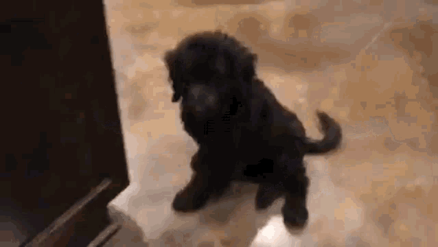 a small black puppy is standing on a tiled floor in front of a door .