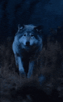 a picture of a wolf with the words " good night pack rest well tomorrow we rise and conquer together sleep tight from your alpha scar "