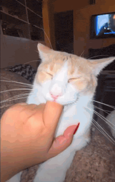 a cat with red nails is being petted by a woman