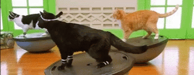 Cat Exercise GIF - Cat Exercise Goals GIFs
