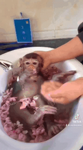 Monkey Bath GIF - Monkey Bath GIFs