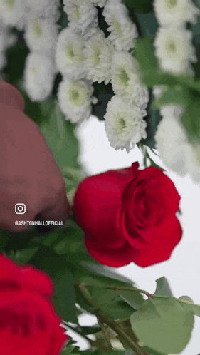 a close up of a red rose in a bouquet of white flowers with the hashtag @ashtonhallofficial