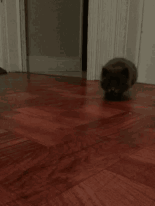 a cat walking on a wooden floor in front of an open door