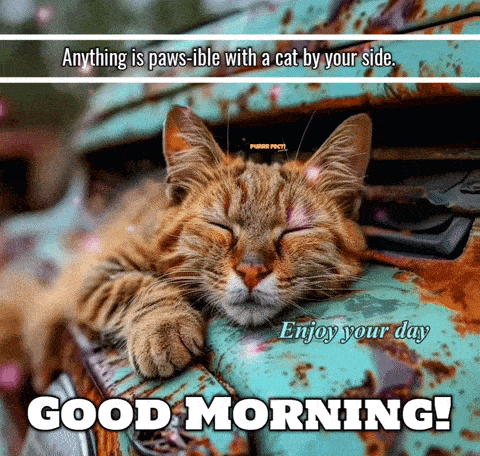a picture of a cat sleeping on a rusty car with the words good morning