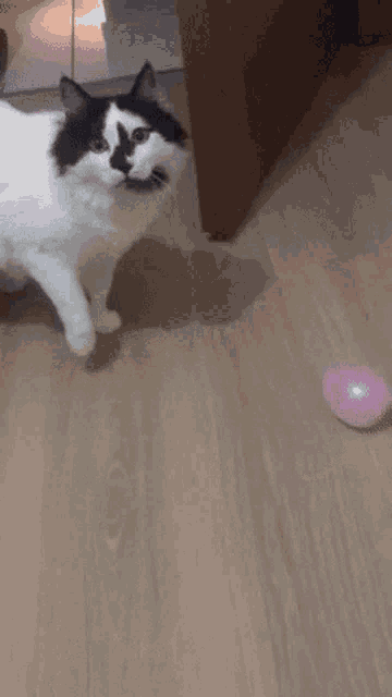 a black and white cat playing with a pink ball on a wooden floor