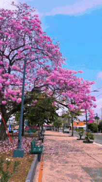a park with pink flowers and a blue sky