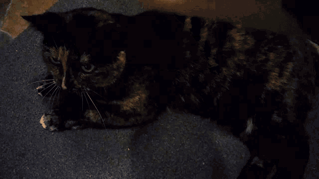 a person petting a cat 's head with their hand
