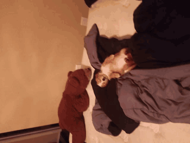 a dog laying on a bed with a teddy bear behind it