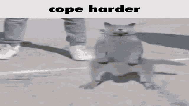 Cope Cat GIF - Cope Cat Dancing Cat GIFs
