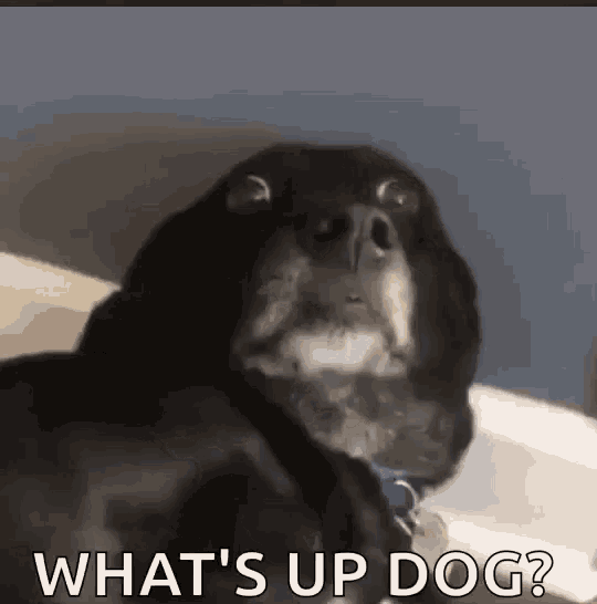 Funny Animals Dog GIF - Funny Animals Dog Shook GIFs