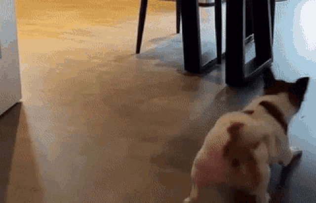 a dog is walking on a concrete floor next to a table and chairs .