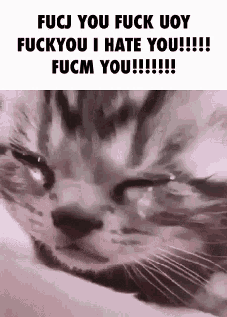 a close up of a cat 's face with a tear coming out of its eyes .