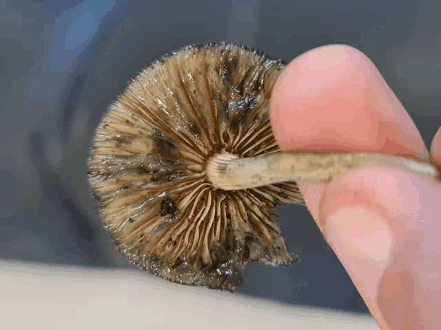 a person holds a mushroom in their finger