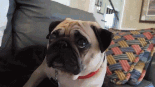 a pug dog sitting on a couch with a colorful blanket
