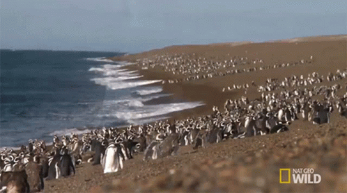 Waddle Homewrecking Penguin GIF - Waddle Homewrecking Penguin Penguins GIFs
