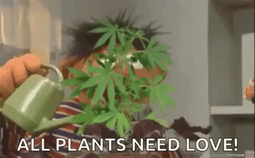 Plants Need Love Ernie GIF