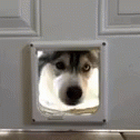 Hello Dog GIF - Hello Dog Surprise GIFs
