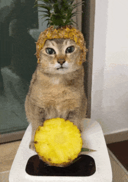 a cat wearing a pineapple hat holds a pineapple slice