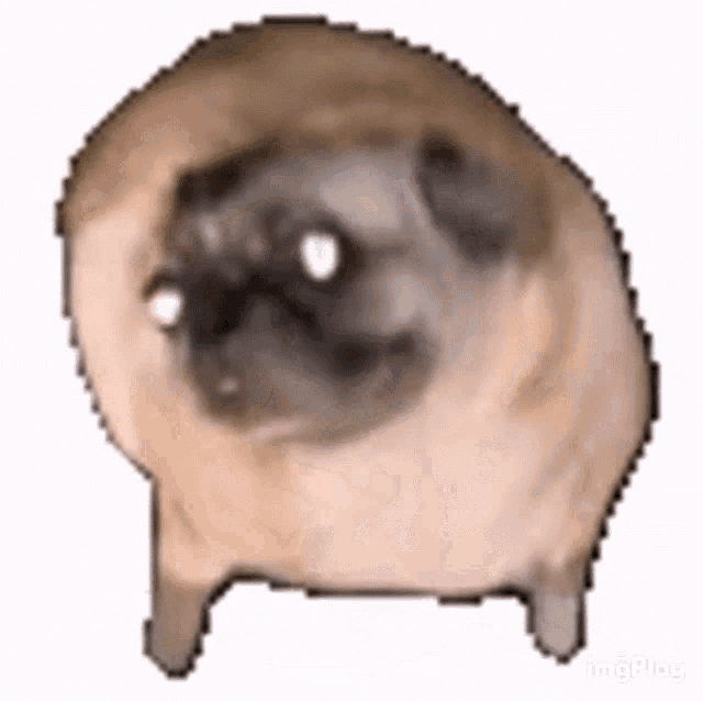 a pixelated image of a pug dog standing on its hind legs .