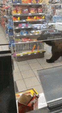 a bear in a store with a sign that says ' candy '