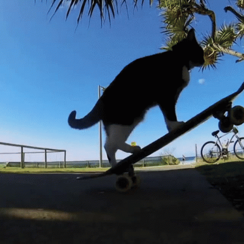 Cat On Skateboard Cat GIF - Cat On Skateboard Cat Skateboard GIFs