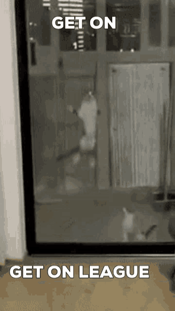 a cat is standing in front of a glass door with the words get on league below it