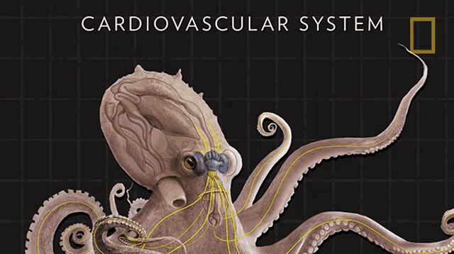 Cardiovascular System Three Hearts GIF - Cardiovascular System Three Hearts Octopuses101 GIFs