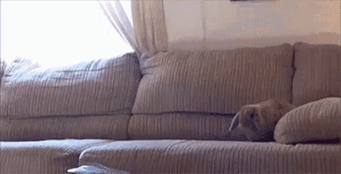 a dog is laying on a couch in a living room next to a window .