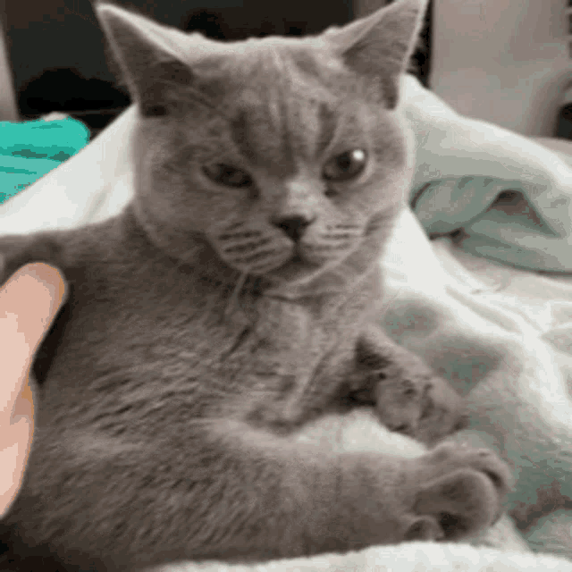 a gray cat laying on a blanket with a person petting it