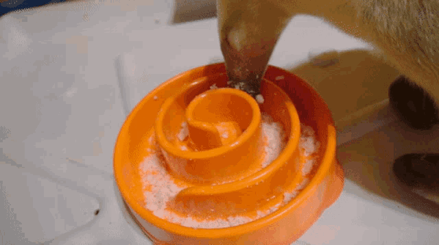 a dog eating from an orange bowl with a swirl design