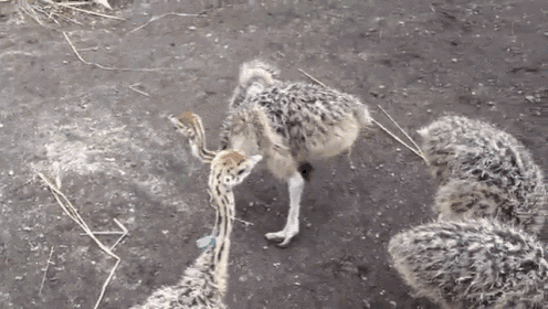 How Kids Are Dancing These Days GIF - Dance Ostrich Cute GIFs