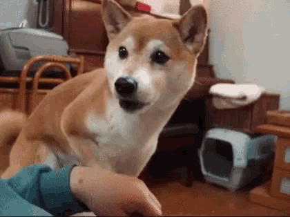 a dog is standing next to a person 's hand in a living room .
