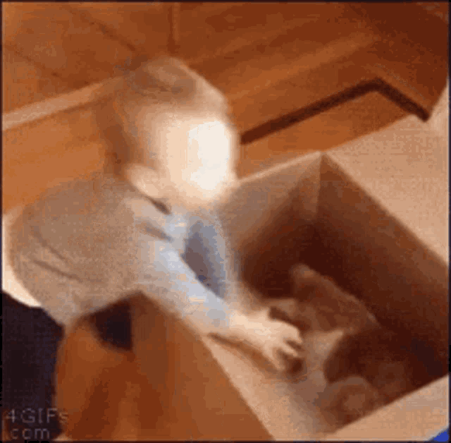 Baby Box GIF - Baby Box Cat GIFs