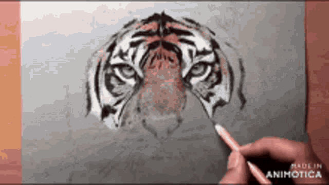 a person is drawing a tiger 's head with a pencil