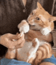a person is holding an orange and white cat in their arms and giving it a treat .