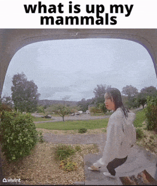 What Is Up My Mammals What'S Up GIF - What Is Up My Mammals What'S Up Mammals GIFs