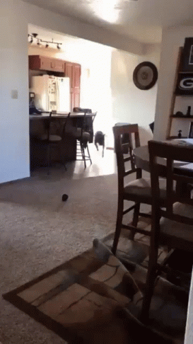 Dog Excited GIF - Dog Excited Fail GIFs