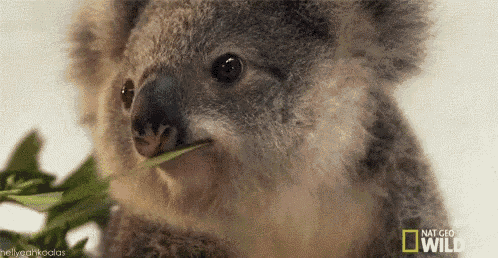 a close up of a koala eating a leaf with national geographic in the background
