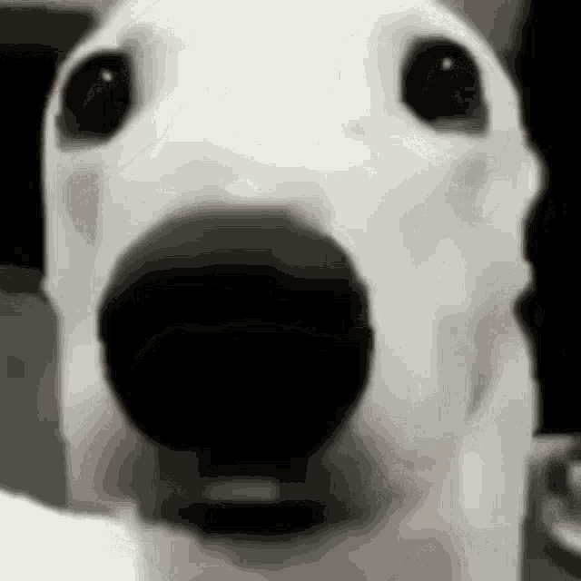 a close up of a white dog 's face with a black nose and eyes .